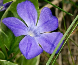 $purple flower.webp