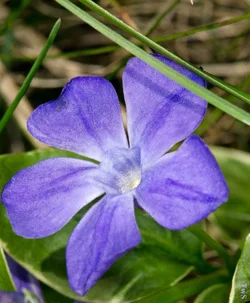 $purple flower 3.webp