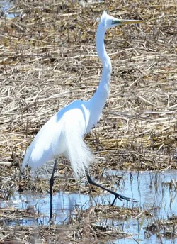 $24416-egret_2.webp