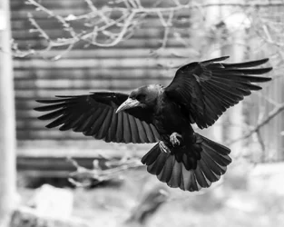 $Crow.webp
