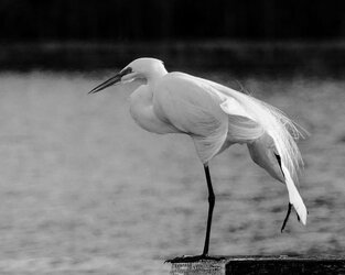 $Snowy Egret in Mating Plumage2.jpg