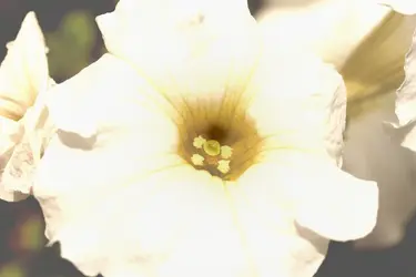 $Delicate Extra Terrestrial Flora.webp
