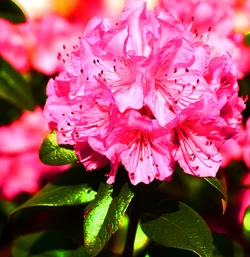 $Pink Flower.webp