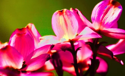$3 Pink Flowers.webp