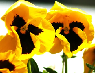 $2 Yellow Flowers.webp