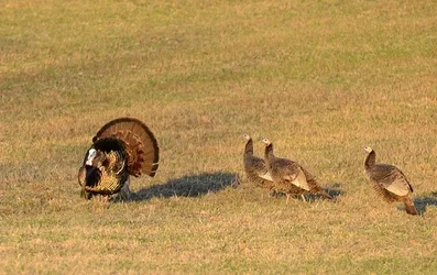 $turkeys_01.webp