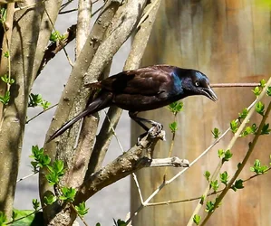 $IMG_0553.webp