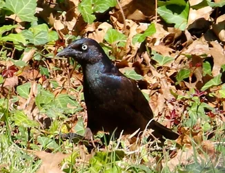$IMG_0554.webp