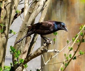 $IMG_0553.webp
