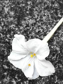 $photo(2).webp