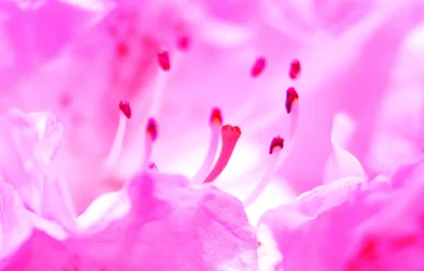 $Pink Flower Closeup.webp