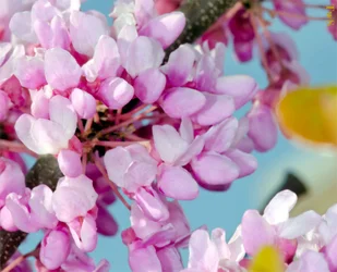 $pink blooms.webp