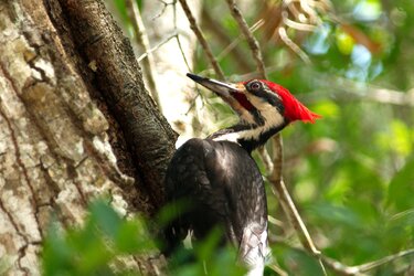 $woodpecker2a.jpg