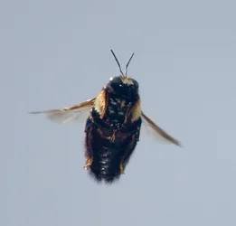 $Bee in flight 7.webp