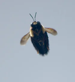 $Bee in flight 8.webp