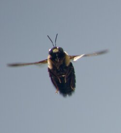 $Bee in flight 9.jpg