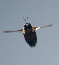 $Bee in flight 9.webp