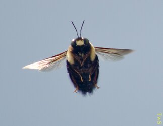 $Bee in flight 10.jpg