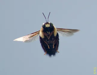 $Bee in flight 10.webp