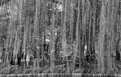 $publicgardencurtain.webp