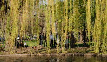 $publicgardencurtaincolor.webp
