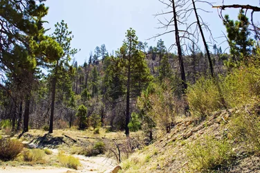 $holcom creek 085.webp