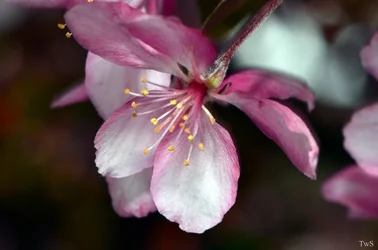$crab apple 6.webp