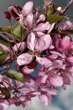 $crab apple 1.webp