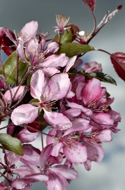 $crab apple 2.webp
