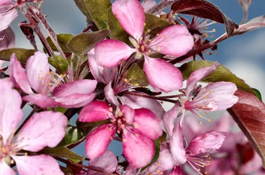 $crab apple 3.webp