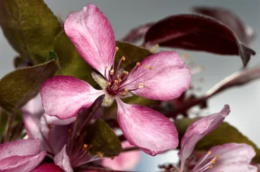 $crab apple 4.webp