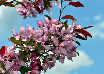 $crab apple 5.webp