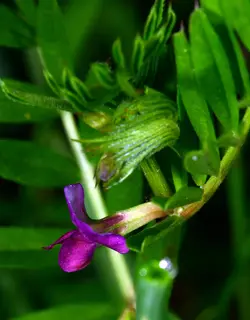 $PURPLE BLOOM-1.webp