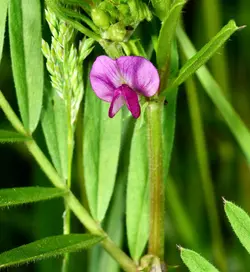 $PURPLE BLOOM-2.webp