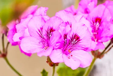 $8700722255_c0ade81150_k.webp