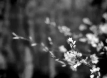$White Flowers.webp