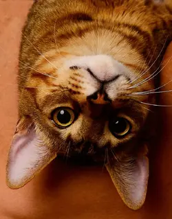 $Kokoupsidedown.webp