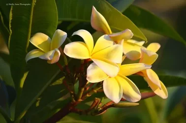$flower.webp