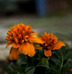 $_MG_7659.webp