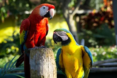 $Macaws.webp