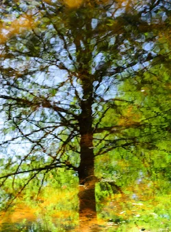 $Impressionist Tree.webp