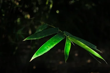 $Dramatic Leaves.webp