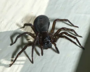 $big black spider.webp