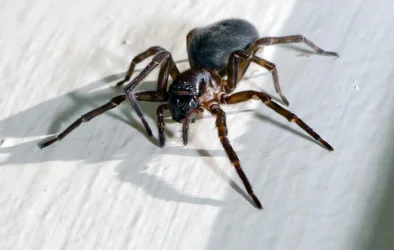 $big black spider 3.webp