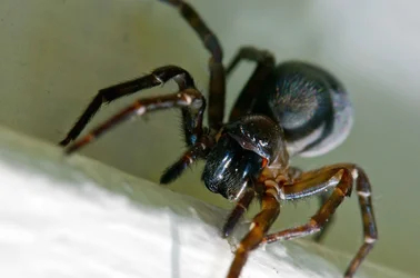$big black spider 4.webp