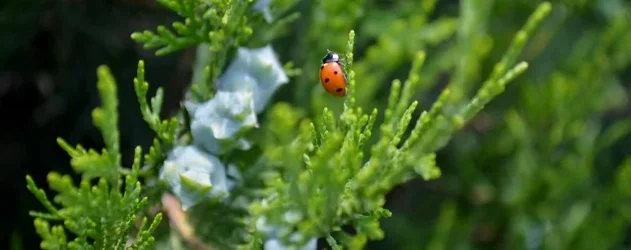 $DSC_0327 - Copy (800x317).webp