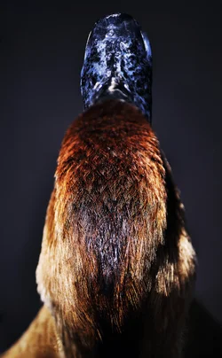 $White faced whistling duck.webp