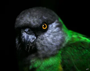 $_CSC8358.webp