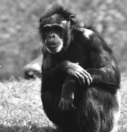 $Chimp 2.webp