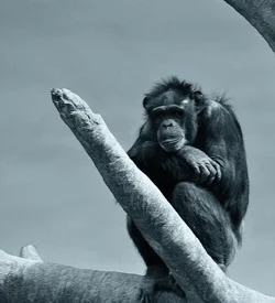 $Chimp 3.webp